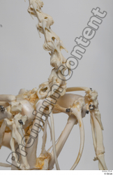  Chicken skeleton 